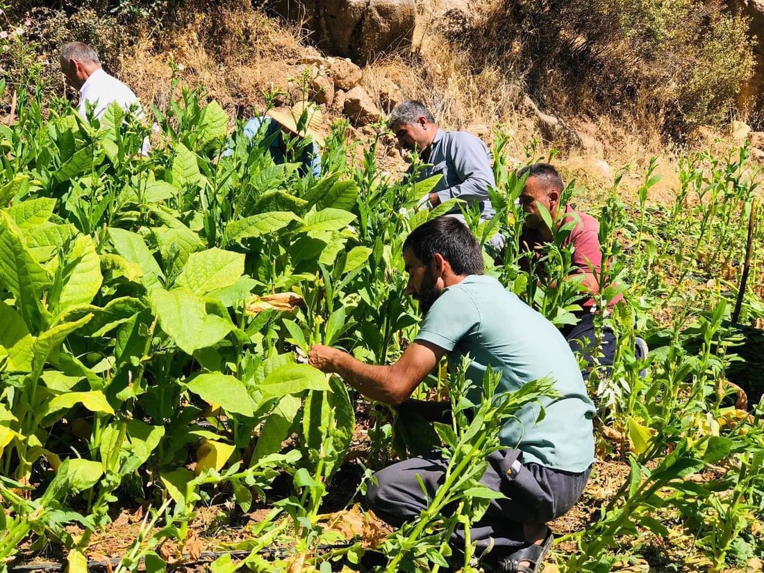 هێشتا باڵه‌كایه‌تى له‌ چاندن و به‌رهه‌مهێنانى تووتن نه‌كه‌وتووه‌