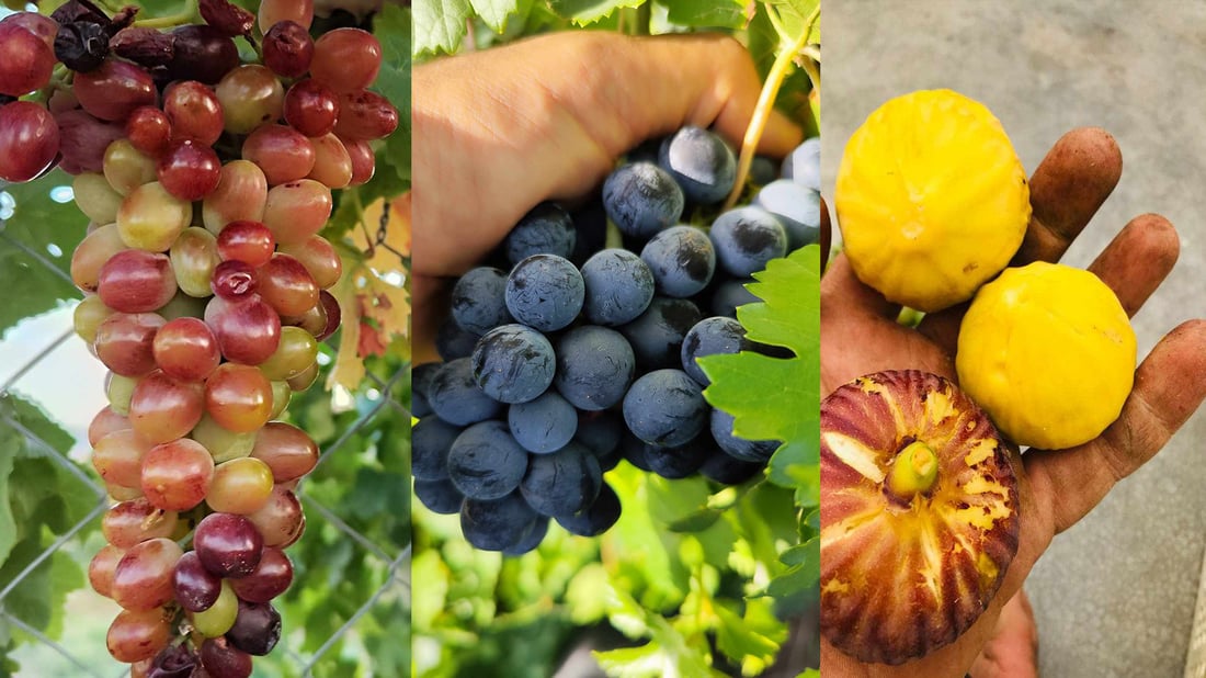 Chwarqurna horticulturist experiments with figs, grapes