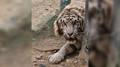 صور: اثنان من النمور البيضاء النادرة وصلا إلى أربيل عبر بغداد.. سيتزاوجان قريباً