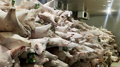 ” 60 تۆن گۆشته‌ به‌سه‌رچووه‌كه‌ بده‌نه‌ سه‌گه‌كانى شه‌ڵته‌رى سلێمانى”