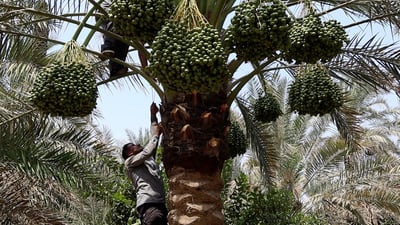 نخيل بلد يستعد للقطاف.. “نشمّ هنا رائحة أرض كربلاء”