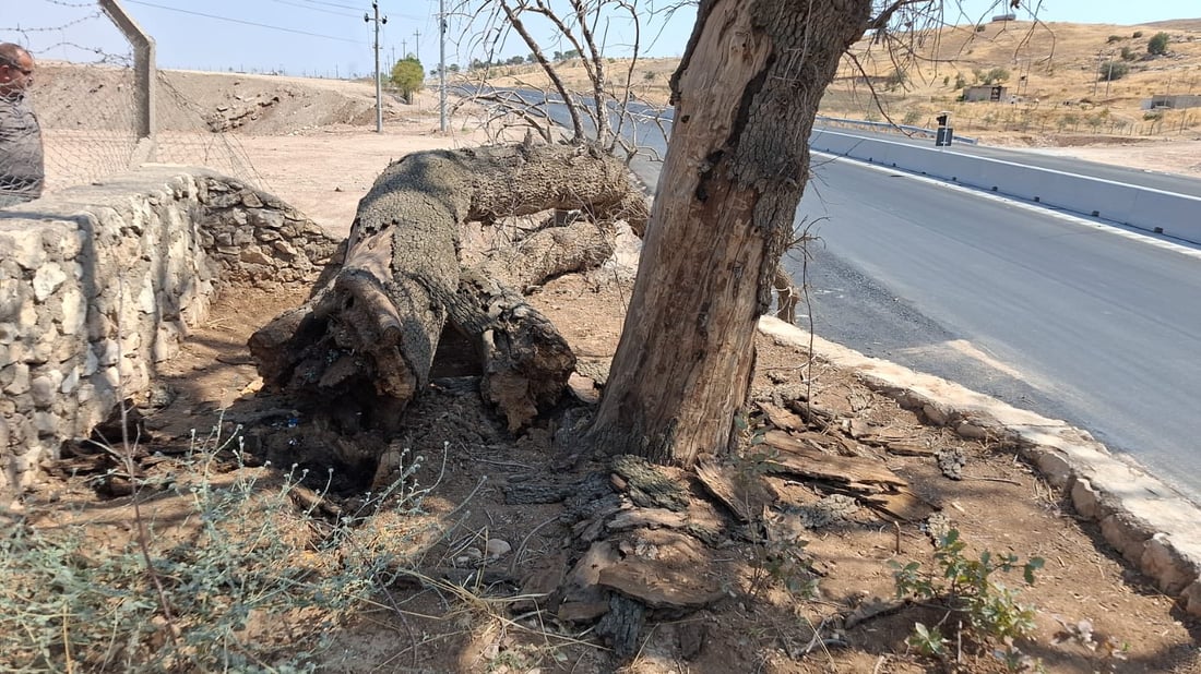 ئه‌مڕۆ له‌ناو ئێزدییه‌كاندا باس باسی له‌ناوچوونى دارێكی پیرۆز بوو