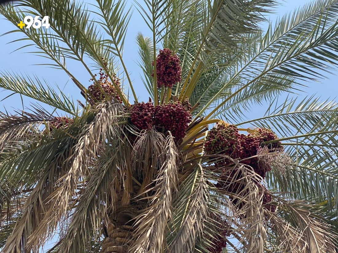 صور من القائم: موسم “طبخ التمر” انتهى.. حان الوقت لصناعة الدبس والتحضير للمدكوكة