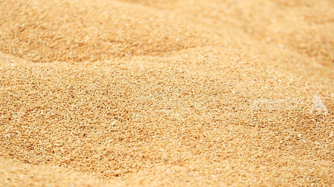 وەزارەتی بازرگانی عێراق بوونى “گەنمی ژەهراوی” رەتدەکاتەوە