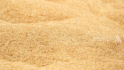 وەزارەتی بازرگانی عێراق بوونى “گەنمی ژەهراوی” رەتدەکاتەوە