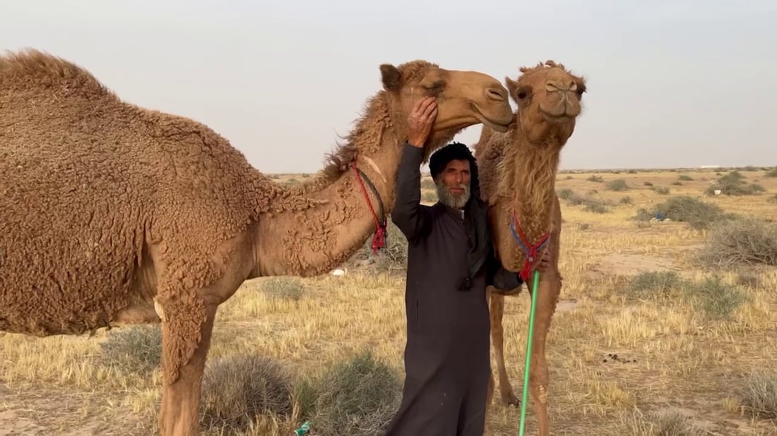 فيديو: بدو السوالم عادوا بالإبل إلى مراعي البصرة.. رحلة الشتاء انتهت