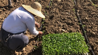 لە پێنجوێن کرێکار دەستناکەوێت؛ پێنج هەزاریش بەرز بووەوەتەوە