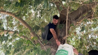 Najaf resident collects tree seeds to support reforestation efforts