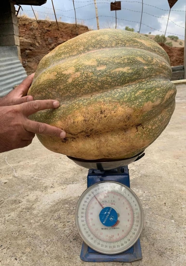 كێشى 41 كیلۆگرام