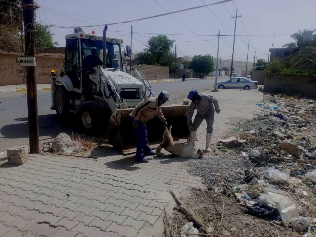 مامۆستایەکی ئاینی: نابێ بە پێدانی ژەهر سەگ لەناو ببرێ