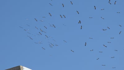 حاجی لەقلەقەکان ئاسمانی شارەزووریان نەخشاند؛ زستان خۆی پێچایەوە