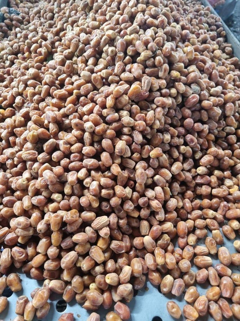 يدخل في صناعة خمر بعشيقة.. لماذا تصرّ كربلاء على زراعة الزهدي أرخص التمور؟