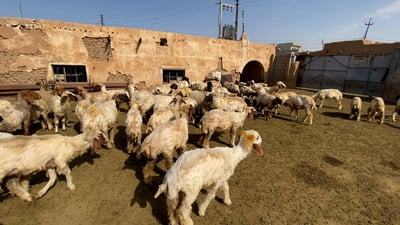 فيديو: حلاقة جماعية لمواشي داقوق.. 3 حلاقين لكل رأس والجائزة لأسرع “گاصوص”