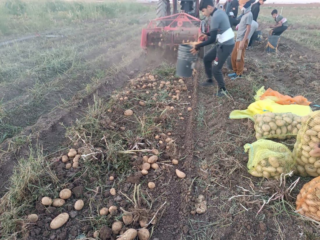 صور: ربيعة قطفت البطاطا لكنها ليست دائماً للبيع.. تجار بغداد وصلوا بسرعة