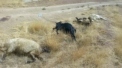 گورگ پەلاماری رانەمەڕێکی دا و 17سەر مەڕی مردار کردەوە