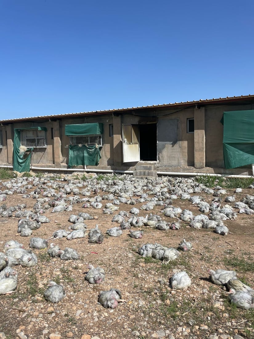 ئاگر لە هەناوی کێڵگەیەکی پەلەوەری سنووری بنگرد هەڵگیرسا