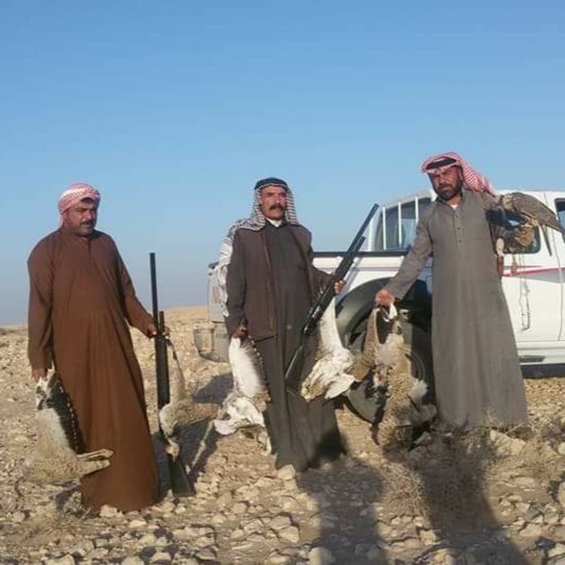 “عذراً خليجي البصرة”.. خليجيون إلى صحراء السماوة بحثاً عن الحبارى والشاهين (صور)