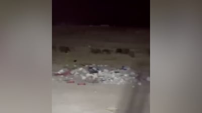 قلق في الرمادي بعد رصد أعداد كبيرة من الخنازير البرية ليلاً (فيديو)