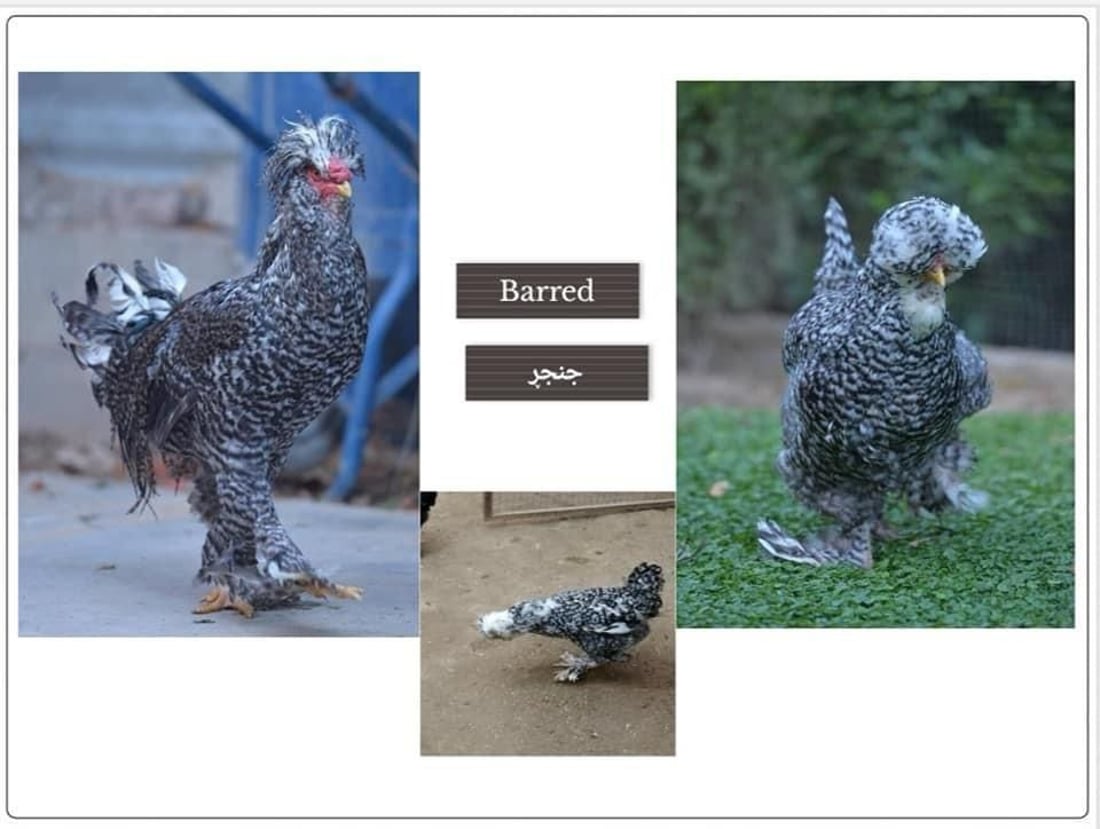 ره‌سه‌نایه‌تیى مریشك و ئاژه‌ڵى كوردستان ده‌گۆڕدرێت