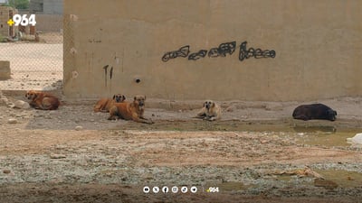 سەگەکانی دوزخورماتوو کۆمەڵکوژ دەکرێن