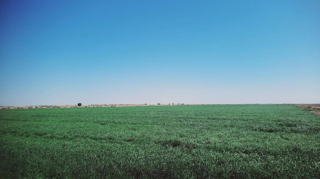 السماد صار بسعر السكر.. مزارعو الدجيلي حصلوا على الماء لكن الكهرباء خذلتهم (صور)
