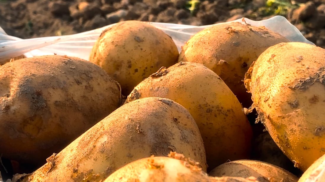 بطاطا گرميان في الربيع والخريف: تسد ثلث حاجة الإقليم وتسوّق إلى مناطق العراق (صور)