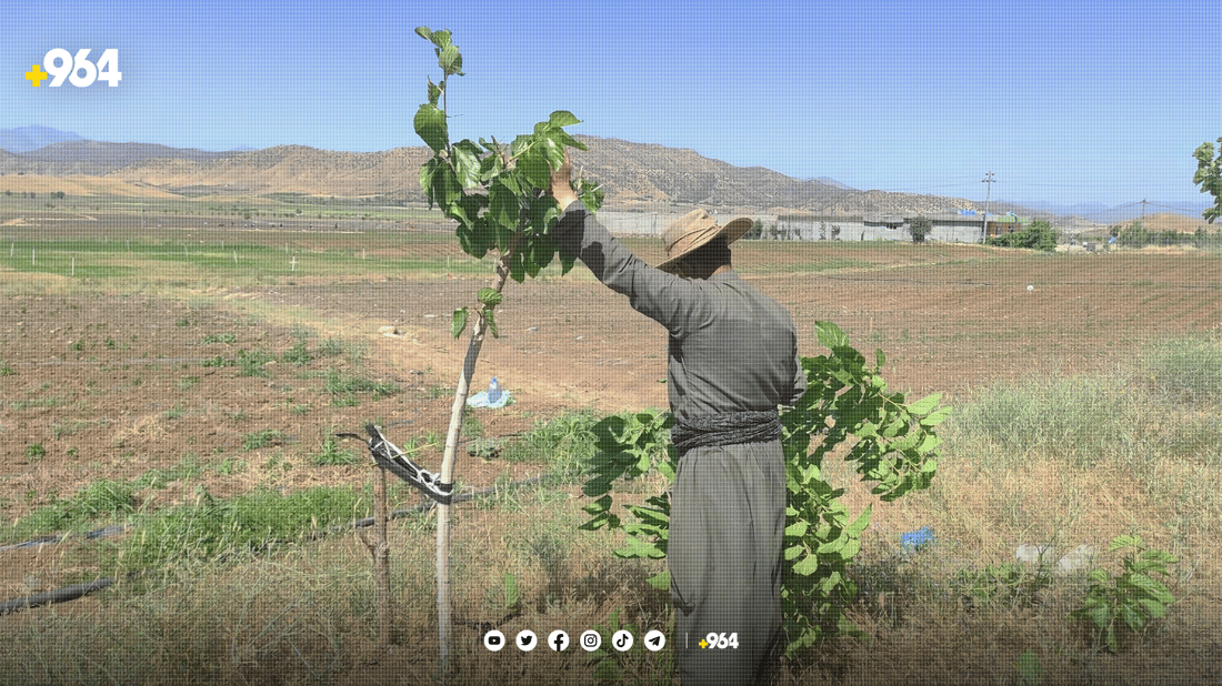 کۆمەڵێک خۆبەخشی پێنجوێن 17 هەزار دار توویان چاندووە