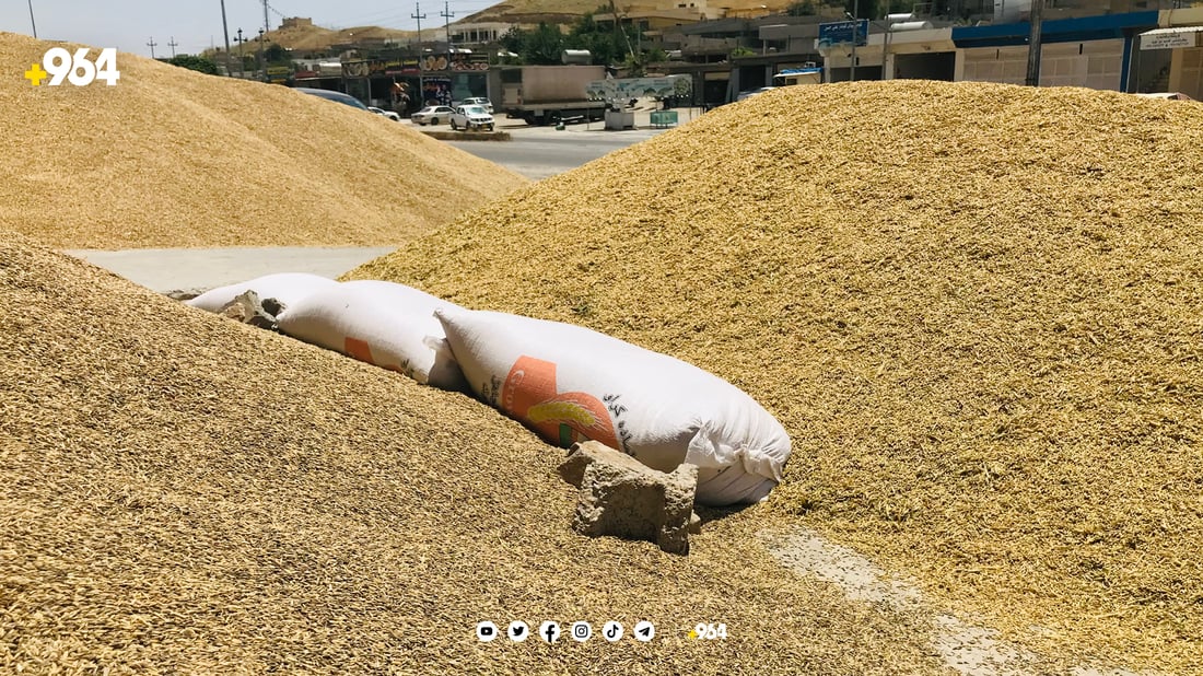 باس ھەر باسی گەنمە کەس ئاگای لە جۆ نەماوە