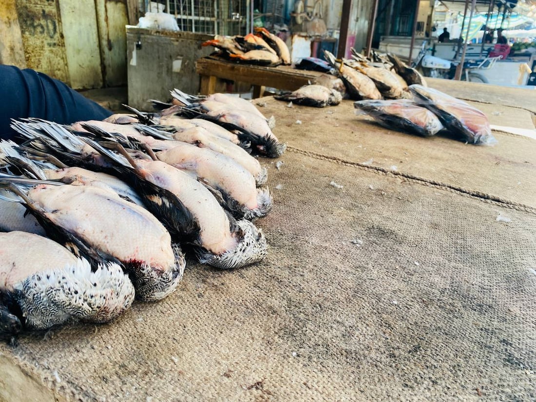 لا طيور ولا صيادين في ميسان.. الجفاف يطرد ”الحجل“ و“أبو طوق” من الأهوار (صور)