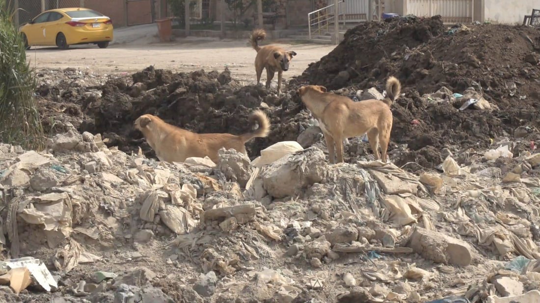 بابل تريد صياداً و”خراطيش” لمكافحة الكلاب السائبة.. والبيطرة “ترعى ولا تقتل”