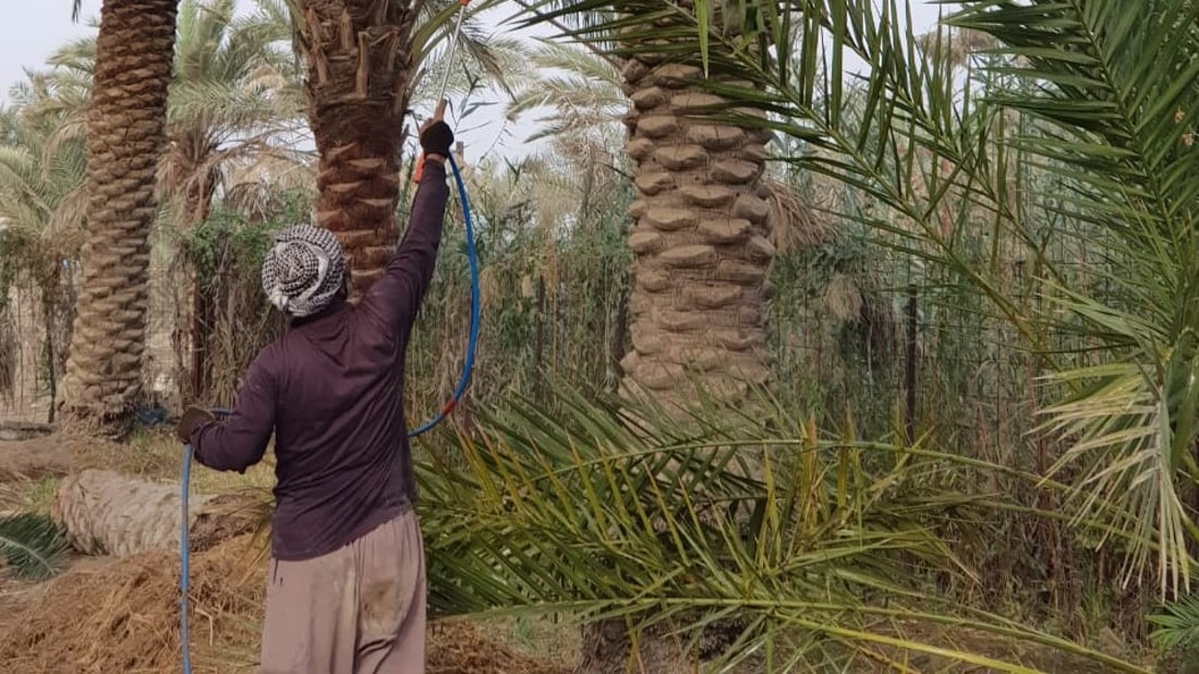البصرة تبدأ مكافحة “لفحة الجريد” في بساتين المدَينة.. مبيد “البريك” وصل (صور)