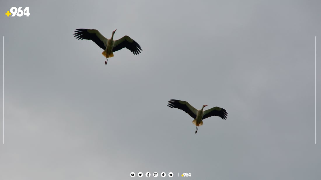 لەق لەقەکانی گوندی باریکە