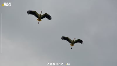 لەق لەقەکانی گوندی باریکە