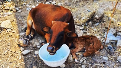 له‌ سه‌یدسادق مانگایه‌كی به‌ڕه‌ڵا گوێره‌كه‌یه‌كى بووه‌ و خاوه‌نه‌كه‌ى پێی نه‌زانیوه