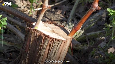 27 ساڵە درەختەکان بەیەک دەگەیەنێت