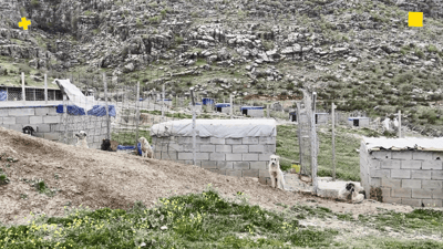 امرأة من شمال أربيل ترعى 140 كلباً سائباً: لا تؤذي أحداً ولكل حيوان قصة (فيديو)