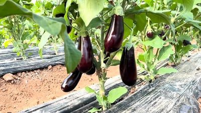 رێنمایی ده‌درێته‌ جوتیاران بۆ ئه‌وه‌ى تامى باینجانه‌كانیان تاڵ ده‌رنه‌چێت