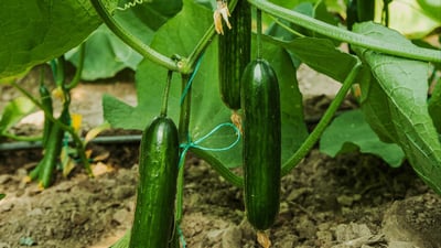 ئه‌و بوختانه‌ى به‌ (خیار)ـى دهۆک كرا راست ده‌رنه‌چوو