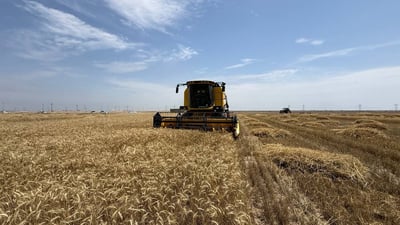 حنطة البصرة ترتفع 25% بعد موجة الأمطار