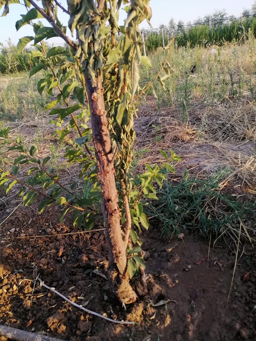 ژمارەیەک دار سیس بوون؛ گەرمایە و کرمیش لەناوە