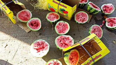 Spoiled watermelon shipments returned to Iran from Bashmakh crossing