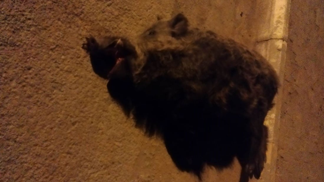 خنزير ضخم يصدم “ستاركس” ويصيب عددا من زائري كربلاء بجروح في المثنى (صور)