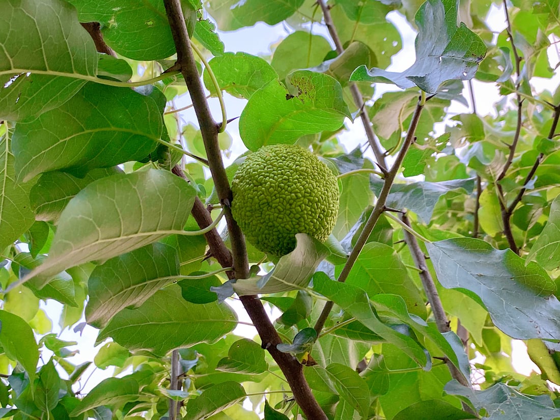 فيديو: “تكّي” بحجم التفاحة في السليمانية والشجرة انتقلت من طهران