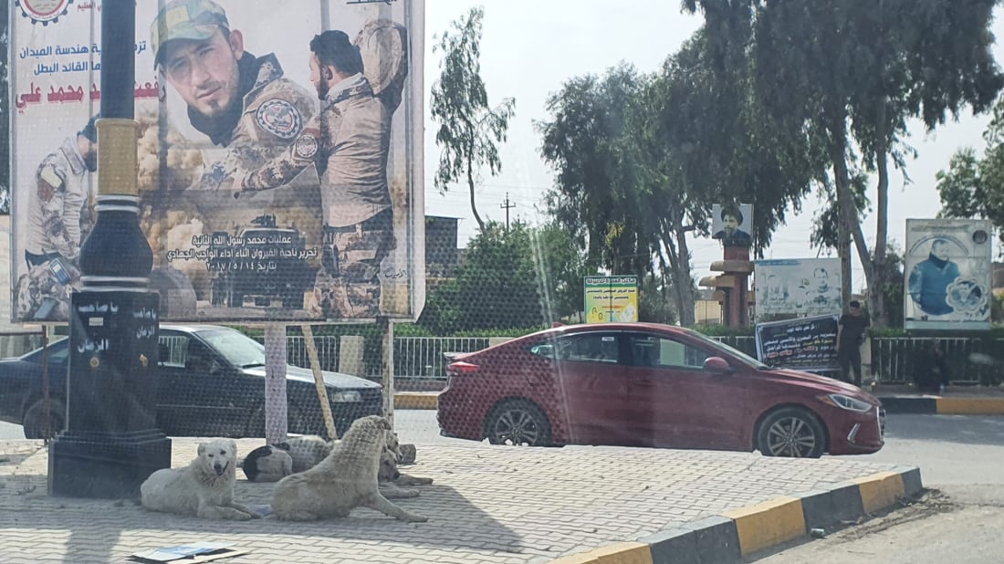 صور: خشية من تسرب لحمها للمطاعم.. حمير وبغال “تجتاح” شوارع تلعفر