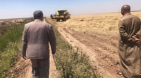 من الدبوني يبدأ حصاد الحنطة في واسط.. الزراعة 