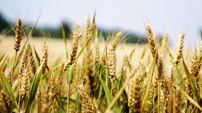 کشتوکاڵی هەولێر ناوی جوتیاران بۆ پلانی بە بازاڕکردنی گەنم تۆمار دەکات