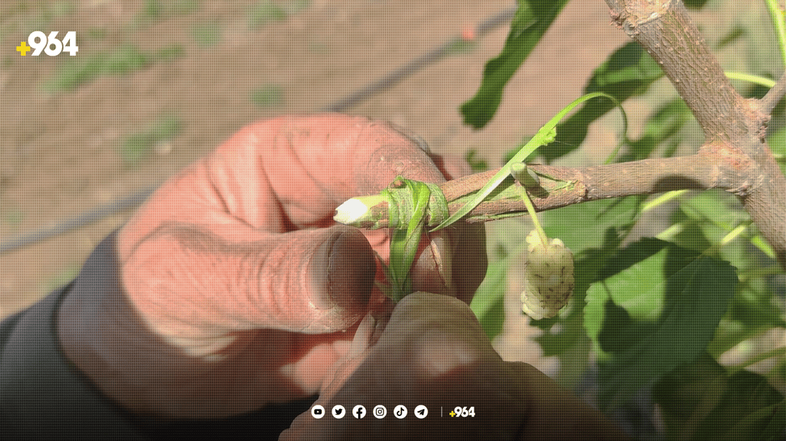 کۆمەڵێک خۆبەخشی پێنجوێن 17 هەزار دار توویان چاندووە