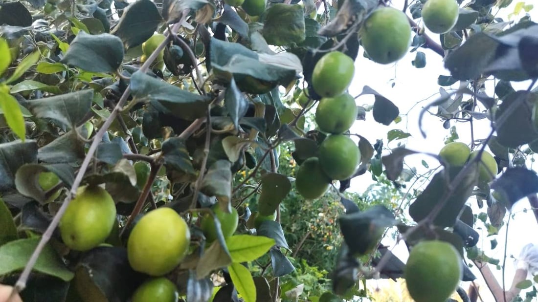 صور: مزارع بصري ينجح بتطعيم النبق التايلندي.. ثمرة بحجم كف اليد وكل 10 حبات كيلو!