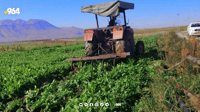 کێڵگەیەکی سەوزە لەسەر بەکارهێنانی ئاوی زێراب تێکدرا