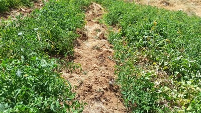 رەشەباکەی پشدەر هەڕەشە لە بەروبوومی جوتیاران دەکات